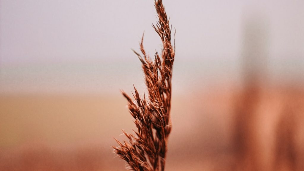 A Beginner's Guide to Mindfulness (Without the Meditation Pressure) tilt shift lens photography of brown leaf