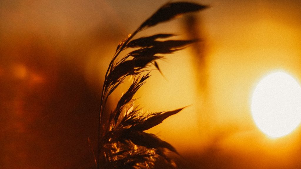 How to Stop Anxious Thoughts Without Fighting Them brown wheat in close up photography